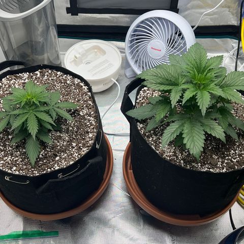 Planet of the Grapes growlog photo: Pre and LST shots