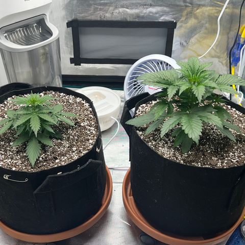 Planet of the Grapes growlog photo: Pre and LST shots