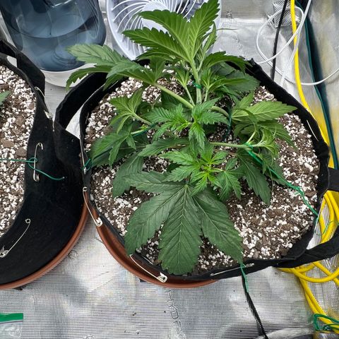 Planet of the Grapes growlog photo: Pre and LST shots