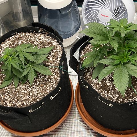 Planet of the Grapes growlog photo: Post LST
