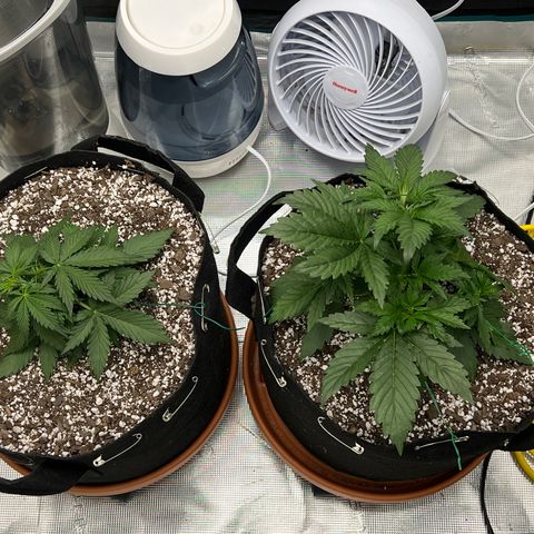 Planet of the Grapes growlog photo: Post LST