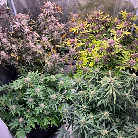 Amnesia Haze growlog timeline photo