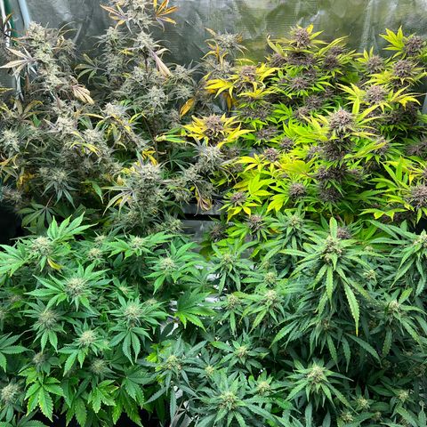 Amnesia Haze growlog timeline photo