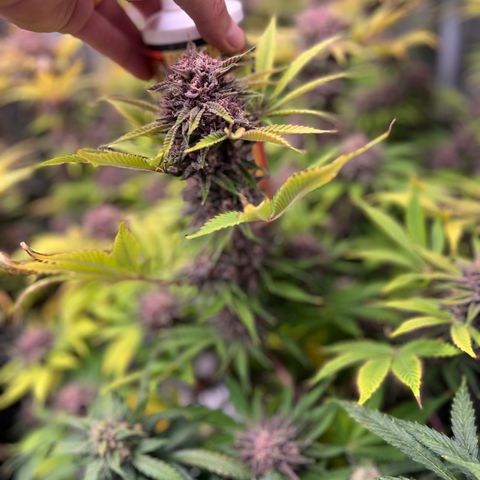 Gelato growlog timeline photo