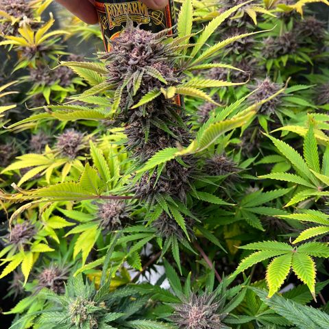Gelato growlog timeline photo
