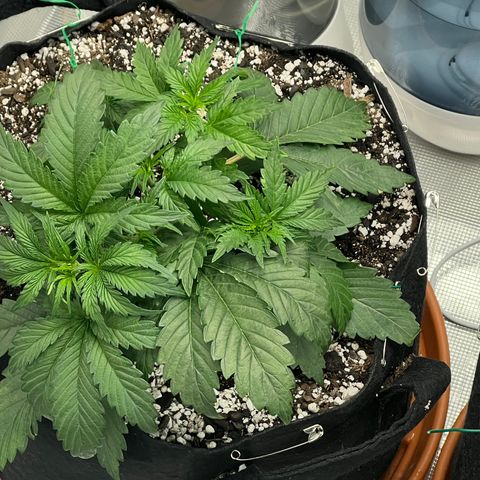 Planet of the Grapes growlog timeline photo