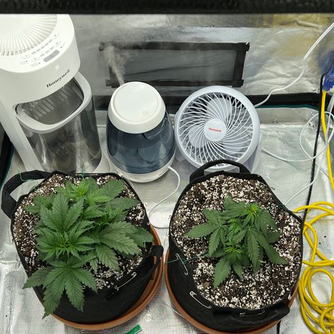 Planet of the Grapes growlog timeline photo