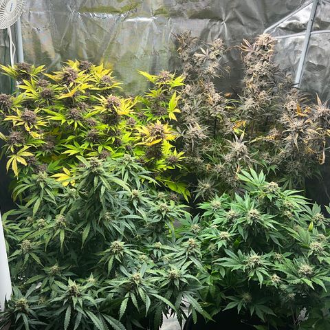 Gelato growlog timeline photo