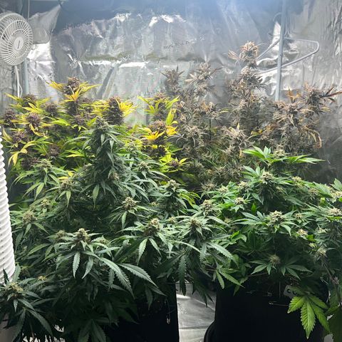 Gelato growlog timeline photo