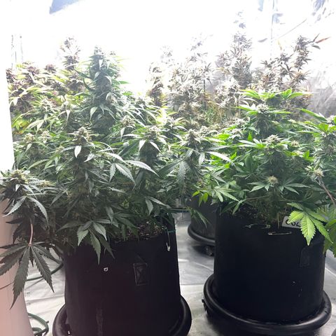 Gelato growlog timeline photo
