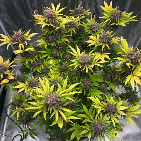 Gelato growlog timeline photo