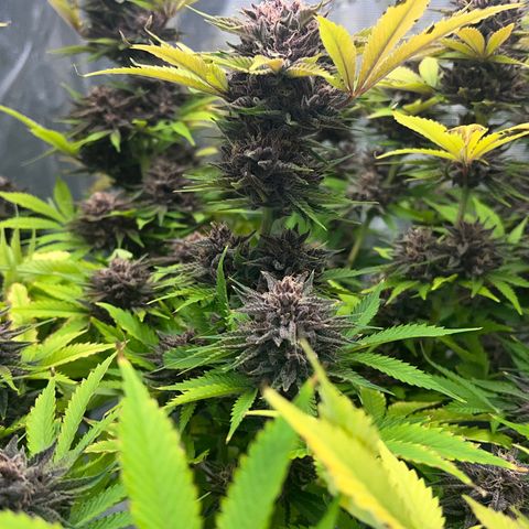 Gelato growlog timeline photo