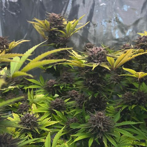Gelato growlog timeline photo