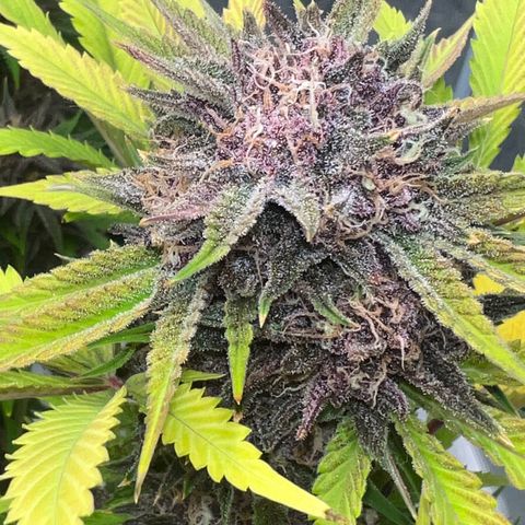 Gelato growlog timeline photo