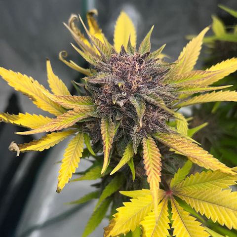 Gelato growlog timeline photo