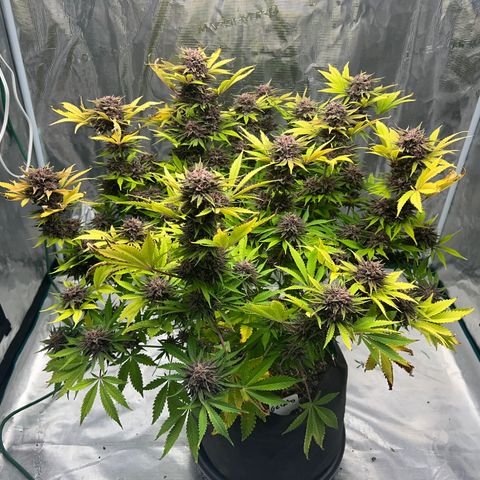 Gelato growlog timeline photo