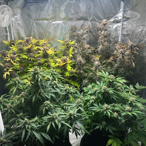 Amnesia Haze growlog timeline photo