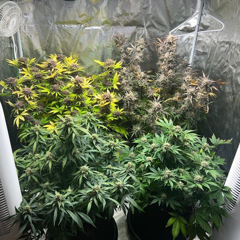 Amnesia Haze growlog timeline photo