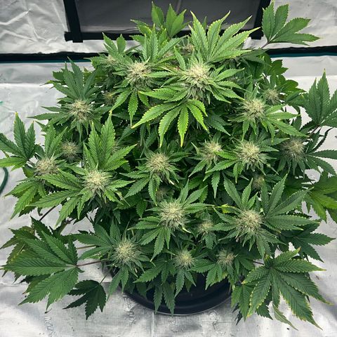 Mesphito - CDLC growlog timeline photo