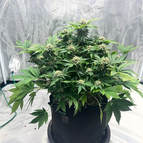Mesphito - CDLC growlog timeline photo