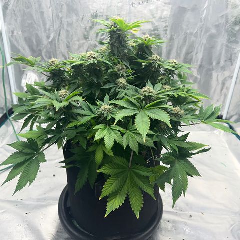 Mesphito - CDLC growlog timeline photo