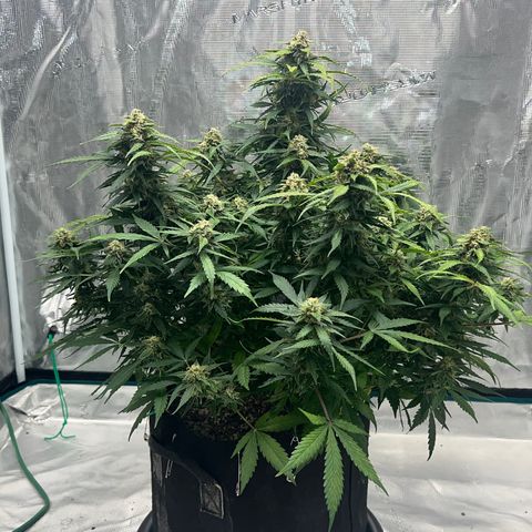 Amnesia Haze growlog timeline photo