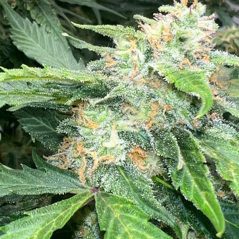 Amnesia Haze growlog timeline photo