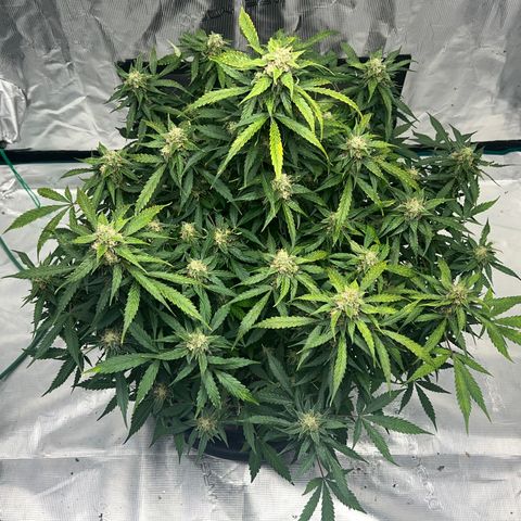 Amnesia Haze growlog timeline photo