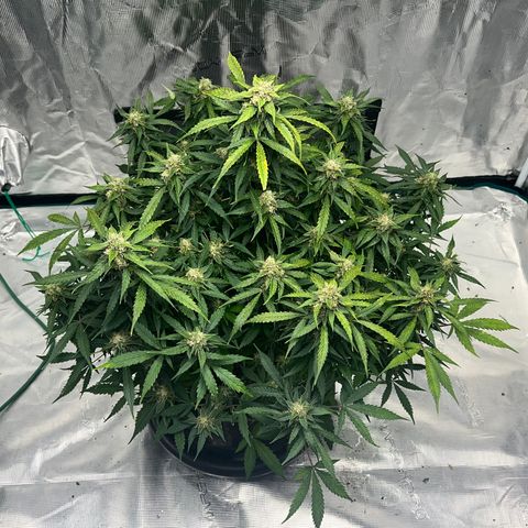 Amnesia Haze growlog timeline photo