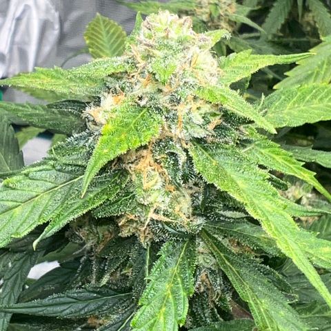 Amnesia Haze growlog timeline photo