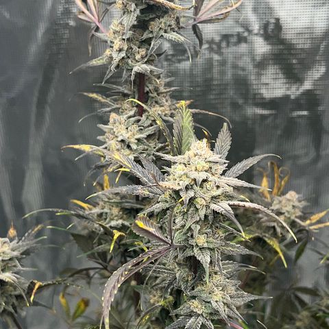 Queens Banner growlog timeline photo