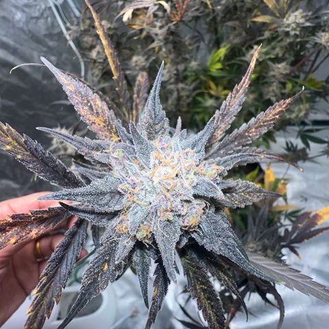 Queens Banner growlog timeline photo