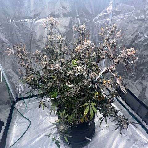 Queens Banner growlog timeline photo