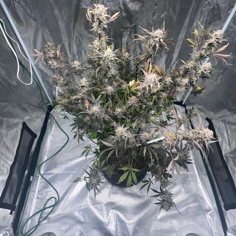 Queens Banner growlog timeline photo