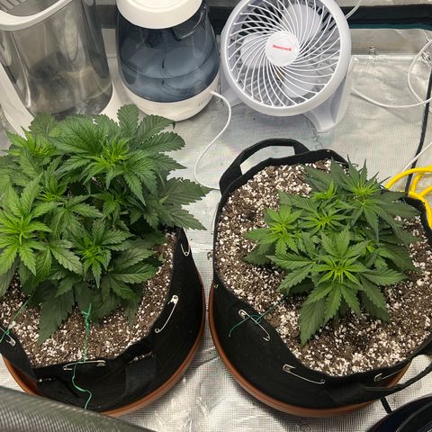 Planet of the Grapes growlog timeline photo