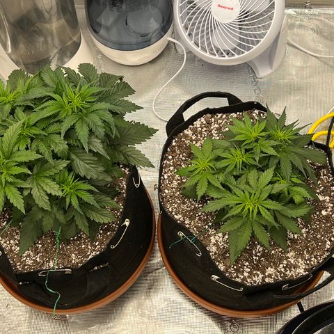 Planet of the Grapes growlog timeline photo