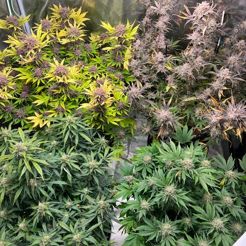 Amnesia Haze growlog timeline photo