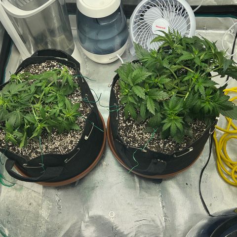 Planet of the Grapes growlog photo: Right after LST