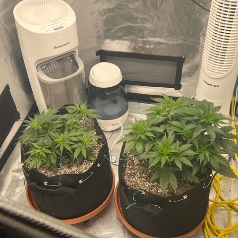 Planet of the Grapes growlog photo: Post LST