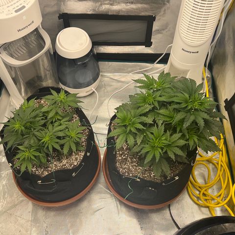 Planet of the Grapes growlog photo: Post LST