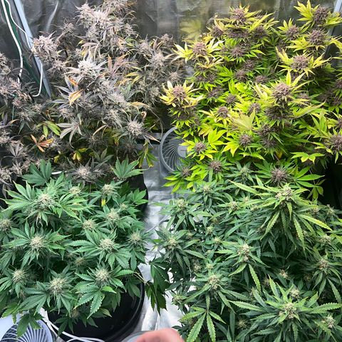Amnesia Haze growlog timeline photo