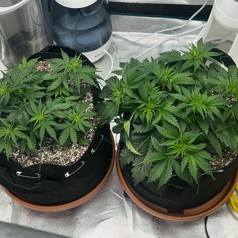 Planet of the Grapes growlog timeline photo