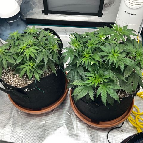Planet of the Grapes growlog timeline photo