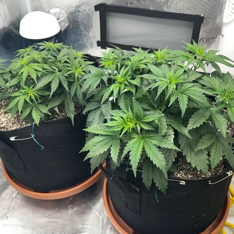 Planet of the Grapes growlog timeline photo