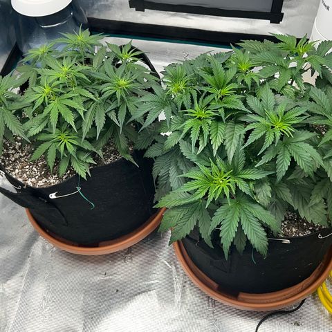 Planet of the Grapes growlog photo: Pre and post LST 