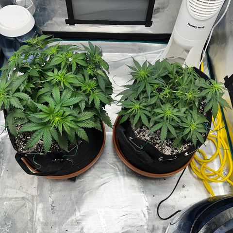 Planet of the Grapes growlog photo: Pre and post LST 