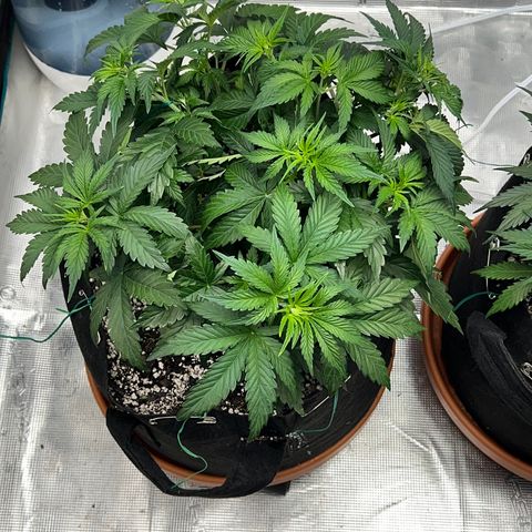 Planet of the Grapes growlog photo: Post LST