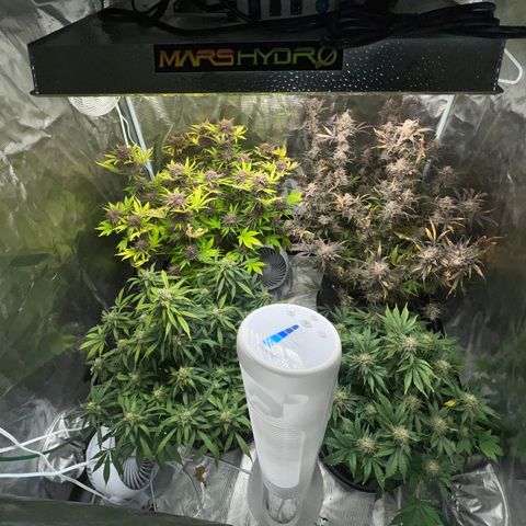 Amnesia Haze growlog timeline photo