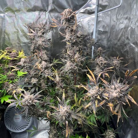 Queens Banner growlog timeline photo