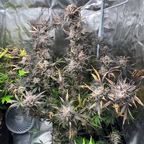 Queens Banner growlog timeline photo